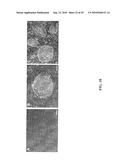 Compositions and Methods for Transposon Mutagenesis of Human Embryonic Stem Cells diagram and image