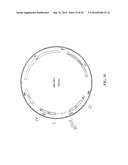 Compositions and Methods for Transposon Mutagenesis of Human Embryonic Stem Cells diagram and image