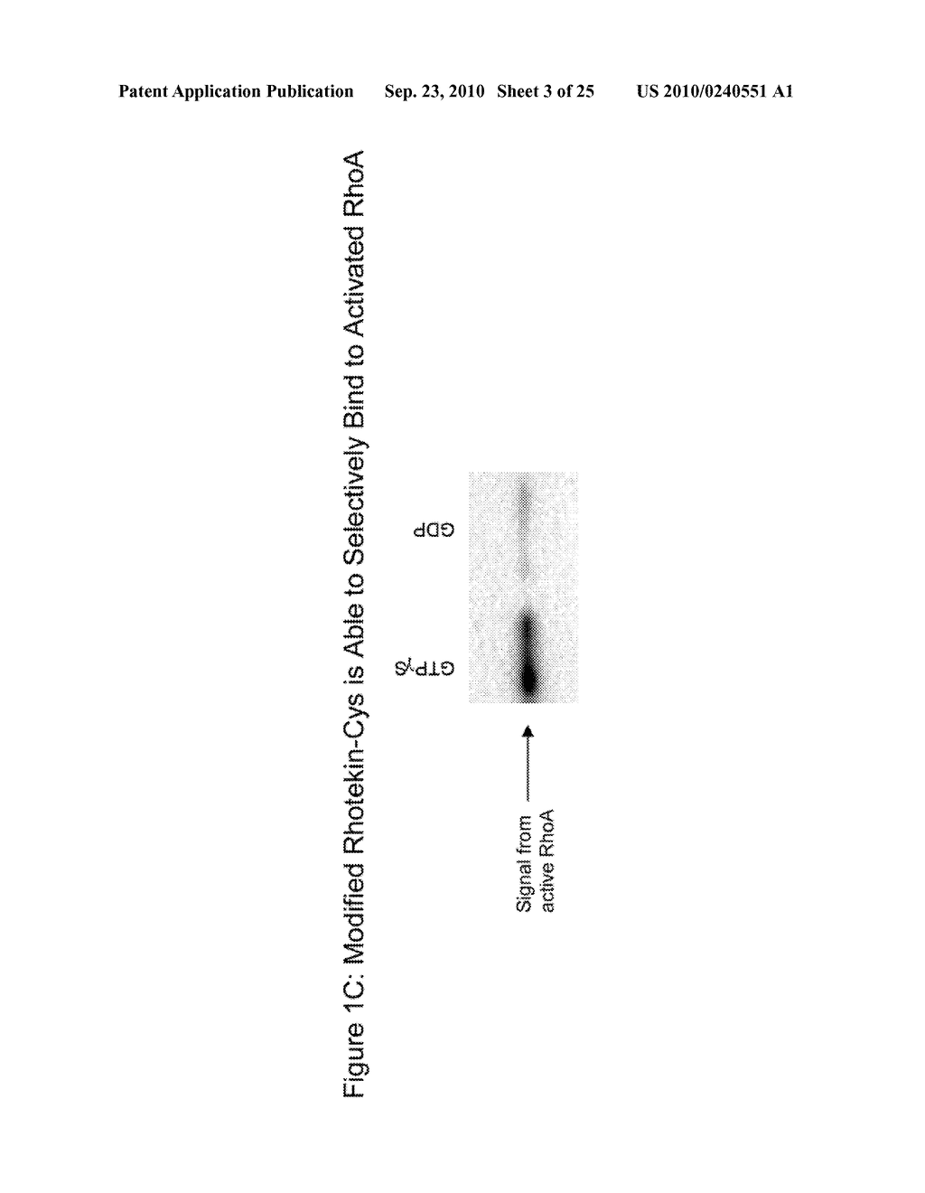 Detection Of Rho Proteins - diagram, schematic, and image 04