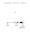 METHOD FOR EVALUATION OF DRUG SENSITIVITY BY ANALYSIS OF POMC GENE diagram and image