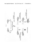 siRNA Targeting Glucagon Receptor (GCGR) diagram and image