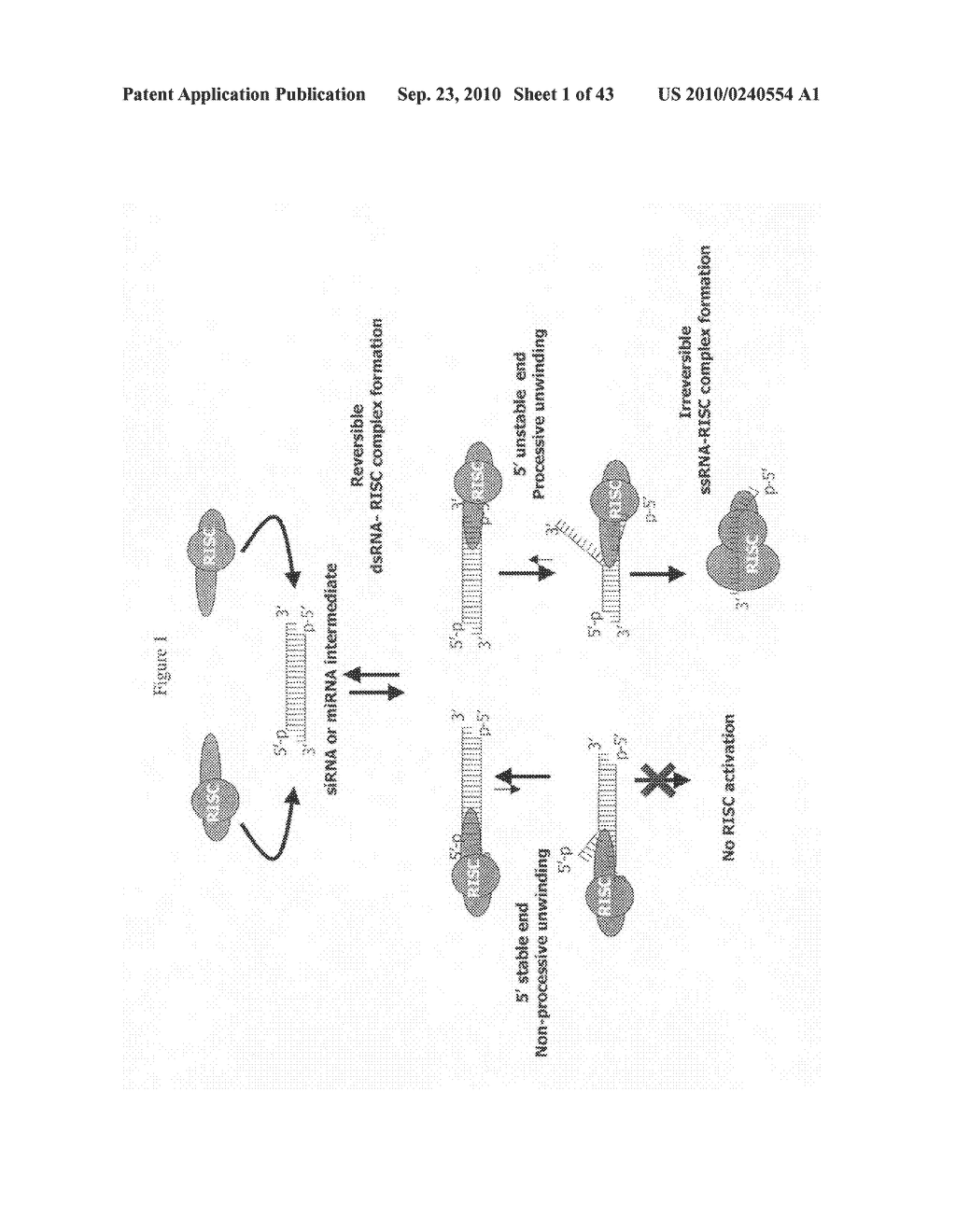 siRNA Targeting Glucagon Receptor (GCGR) - diagram, schematic, and image 02