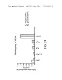 siRNA Targeting Glucagon Receptor (GCGR) diagram and image