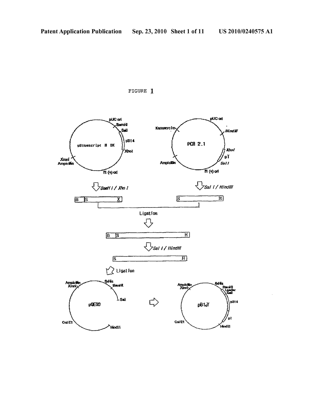 ANTI-OBESE IMMUNOGENIC HYBRID POLYPEPTIDES AND ANTI-OBESE VACCINE COMPOSITION COMPRISING THE SAME - diagram, schematic, and image 02