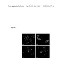 DETECTION OF CELL SURFACE BINDING MOLECULES USING A PHAGE DISPLAY BLOCKING ASSAY diagram and image