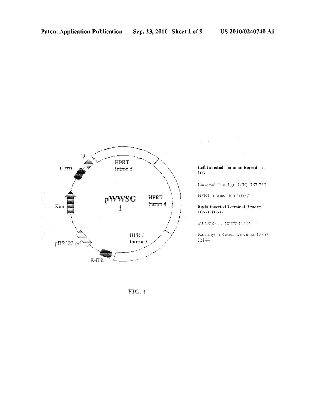 EX VIVO AND IN VIVO EXPRESSION OF THE THROMBOMODULIN GENE FOR THE TREATMENT OF CARDIOVASCULAR AND PERIPHERAL VASCULAR DISEASES - diagram, schematic, and image 02