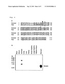 MODIFIED GHERLIN PEPTIDES diagram and image