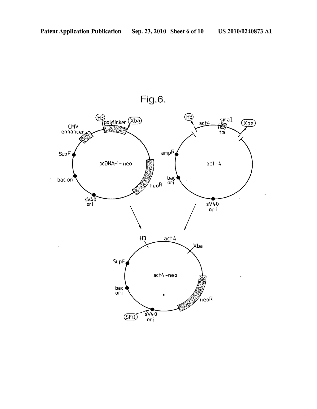 LIGAND (ACT-4-L) TO A RECEPTOR ON THE SURFACE OF ACTIVATED CD4+ TCELLS - diagram, schematic, and image 07