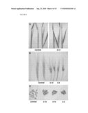 Modulation Of Plant Cell Wall Deposition diagram and image