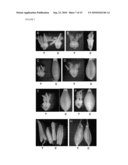 Modulation Of Plant Cell Wall Deposition diagram and image