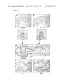 Modulation Of Plant Cell Wall Deposition diagram and image