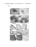 Modulation Of Plant Cell Wall Deposition diagram and image