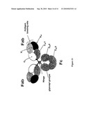 POLYPEPTIDES INCLUDING MODIFIED CONSTANT REGIONS diagram and image