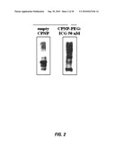 In vivo photodynamic therapy of cancer via a near infrared agent encapsulated in calcium phosphate nanoparticles diagram and image