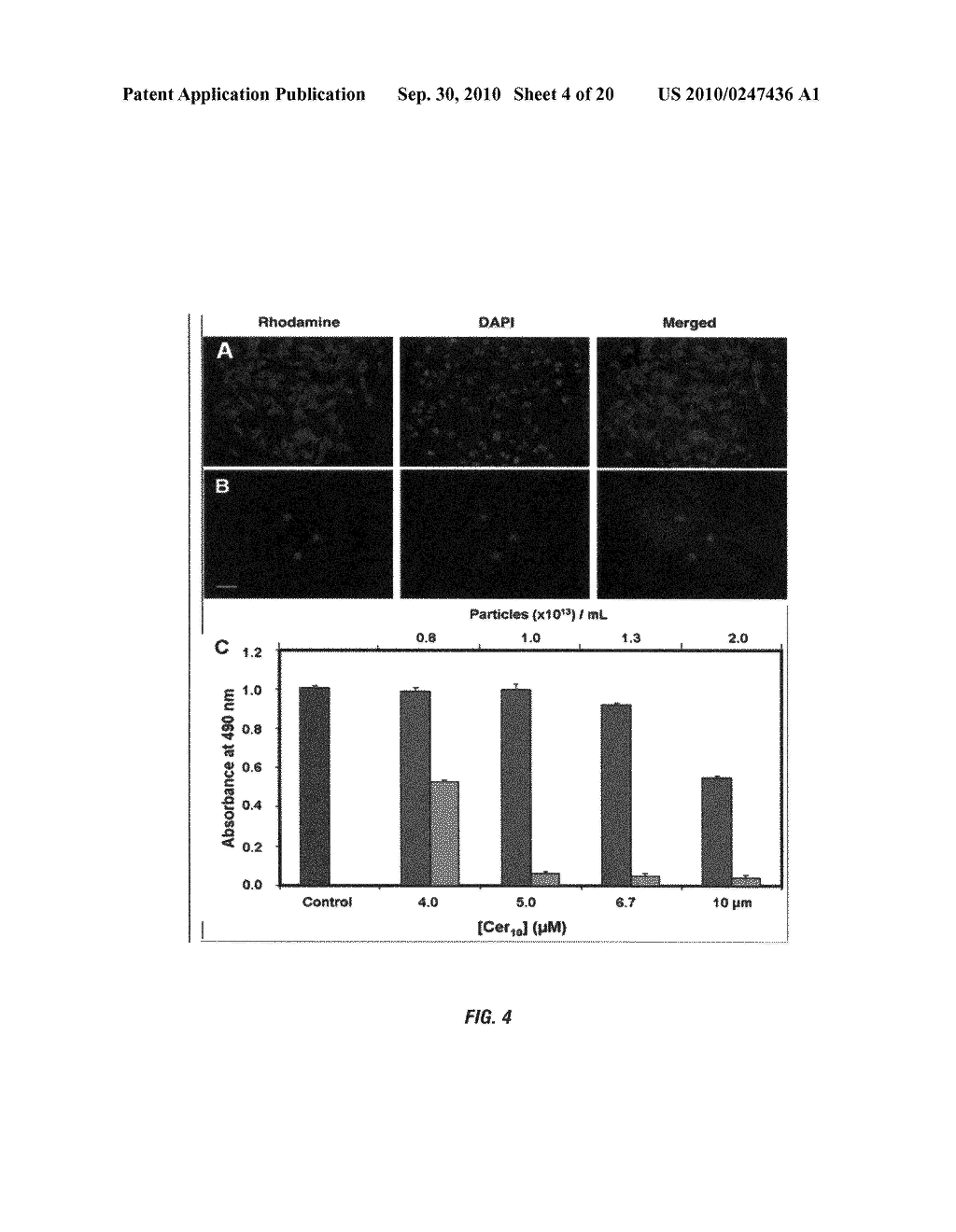 In vivo photodynamic therapy of cancer via a near infrared agent encapsulated in calcium phosphate nanoparticles - diagram, schematic, and image 05