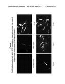 MATERIALS AND METHODS FOR THE DELIVERY OF BIOMOLECULES TO CELLS OF AN ORGAN diagram and image