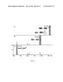 SUPRAMOLECULAR HANDCUFFS IN POLYMERIC ARCHITECTURE diagram and image