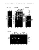 Recombinant virus vector originating in HHV-6 or HHV-7, method of producing the same, method of transforming host cell using the same, host cell transformed thereby and gene therapy method using the same diagram and image