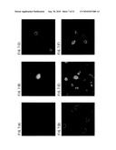 Recombinant virus vector originating in HHV-6 or HHV-7, method of producing the same, method of transforming host cell using the same, host cell transformed thereby and gene therapy method using the same diagram and image