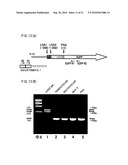 Recombinant virus vector originating in HHV-6 or HHV-7, method of producing the same, method of transforming host cell using the same, host cell transformed thereby and gene therapy method using the same diagram and image