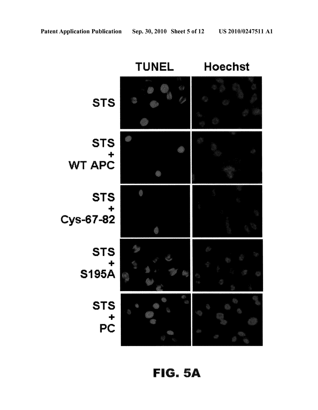 METHODS AND COMPOSITIONS FOR ACTIVATED PROTEIN C WITH REDUCED ANTICOAGULANT PROPERTIES - diagram, schematic, and image 06