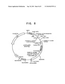 Antibodies that Inhibit Transport Activity of Peptide Transporters diagram and image