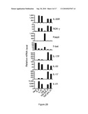 MODULATION OF THE TH-17 CELL MEDIATED IMMUNE RESPONSES diagram and image