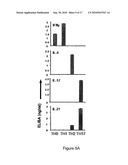 MODULATION OF THE TH-17 CELL MEDIATED IMMUNE RESPONSES diagram and image