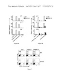 MODULATION OF THE TH-17 CELL MEDIATED IMMUNE RESPONSES diagram and image