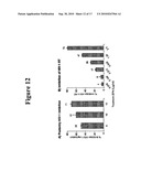 METHODS AND COMPOSITIONS FOR THE USE OF SARGASSUM FUSIFORME FOR THE INHIBITION OF HIV-1 INFECTION diagram and image