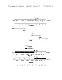 Chimeric sindbis-eastern equine encephalitis virus and uses thereof diagram and image