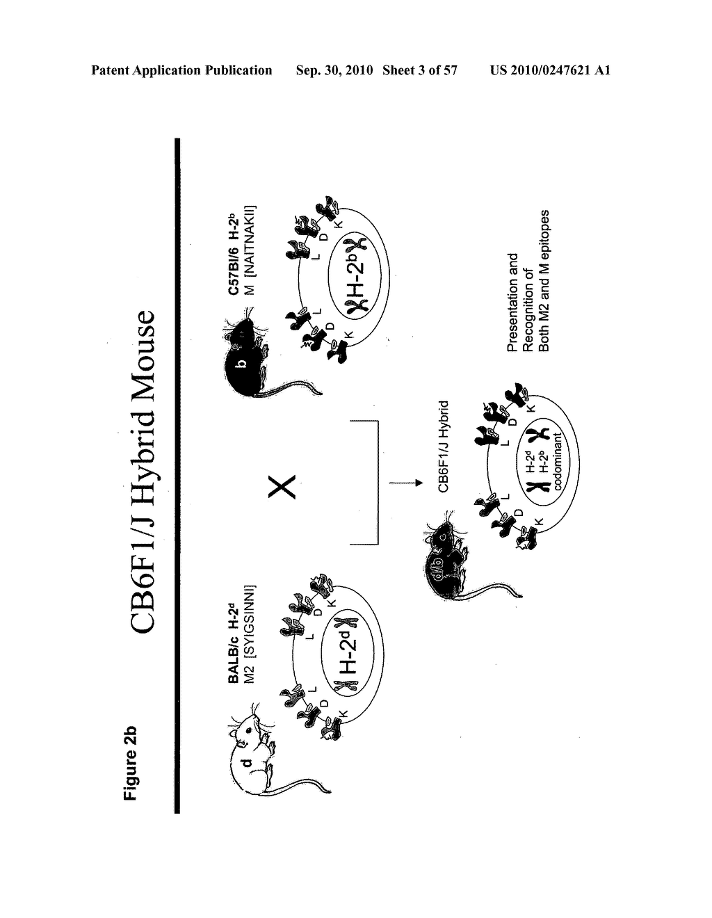 CODON MODIFIED IMMUNOGENIC COMPOSITIONS AND METHODS OF USE - diagram, schematic, and image 04