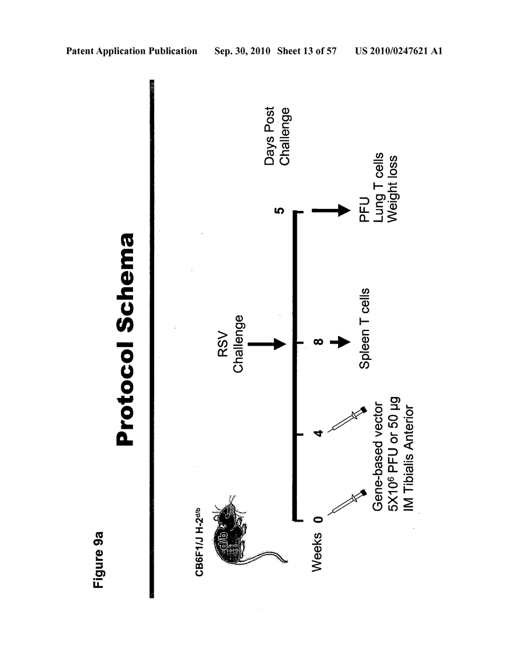 CODON MODIFIED IMMUNOGENIC COMPOSITIONS AND METHODS OF USE - diagram, schematic, and image 14