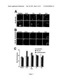 METHODS FOR MEASURING CELL RESPONSE TO DNA DAMAGING AGENTS USING PROMYELOCYTIC LEUKEMIA PROTEIN NUCLEAR BODIES diagram and image