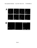 METHODS FOR MEASURING CELL RESPONSE TO DNA DAMAGING AGENTS USING PROMYELOCYTIC LEUKEMIA PROTEIN NUCLEAR BODIES diagram and image