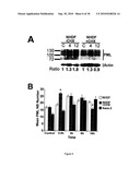 METHODS FOR MEASURING CELL RESPONSE TO DNA DAMAGING AGENTS USING PROMYELOCYTIC LEUKEMIA PROTEIN NUCLEAR BODIES diagram and image