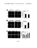 METHODS FOR MEASURING CELL RESPONSE TO DNA DAMAGING AGENTS USING PROMYELOCYTIC LEUKEMIA PROTEIN NUCLEAR BODIES diagram and image