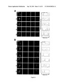 METHODS FOR MEASURING CELL RESPONSE TO DNA DAMAGING AGENTS USING PROMYELOCYTIC LEUKEMIA PROTEIN NUCLEAR BODIES diagram and image