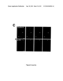 METHODS FOR MEASURING CELL RESPONSE TO DNA DAMAGING AGENTS USING PROMYELOCYTIC LEUKEMIA PROTEIN NUCLEAR BODIES diagram and image