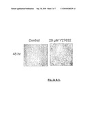 INVITRO HUMAN EMBRYONIC MODEL AND A METHOD THEREOF diagram and image