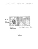 INVITRO HUMAN EMBRYONIC MODEL AND A METHOD THEREOF diagram and image