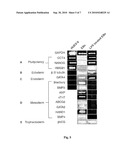 INVITRO HUMAN EMBRYONIC MODEL AND A METHOD THEREOF diagram and image