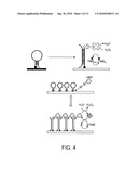 HIGH SPECIFICITY AND HIGH SENSITIVITY DETECTION BASED ON STERIC HINDRANCE & ENZYME-RELATED SIGNAL AMPLIFICATION diagram and image