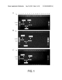 Detection Of Bacteria Belonging to the Genus Campylobacter By Targeting Cytolethal Distending Toxin diagram and image