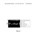 Detection Of Bacteria Belonging to the Genus Campylobacter By Targeting Cytolethal Distending Toxin diagram and image