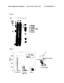 METHOD FOR MEASUREMENT OF CONCENTRATION OF ANTIGEN diagram and image