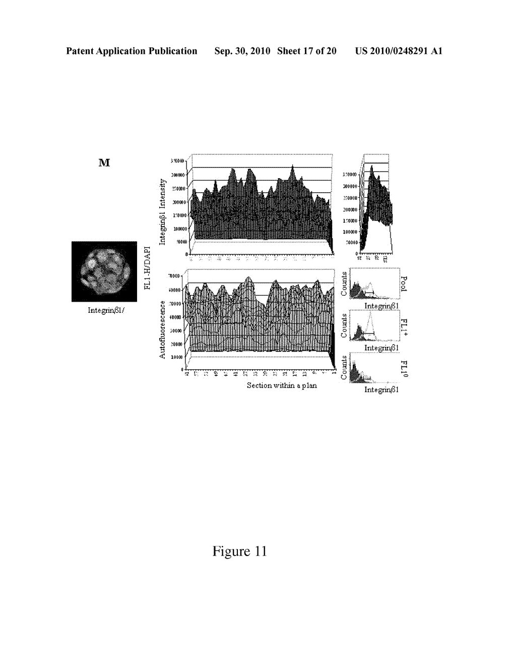 METHODS FOR IDENTIFYING, PURIFYING AND ENRICHING IMMATURE OR STEM CANCER-INITIATING CELLS FROM TUMORS AND USE THEREOF - diagram, schematic, and image 18