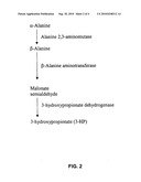 Alanine 2,3-aminomutases and related polynucleotides diagram and image