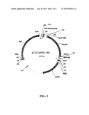 Alanine 2,3-aminomutases and related polynucleotides diagram and image