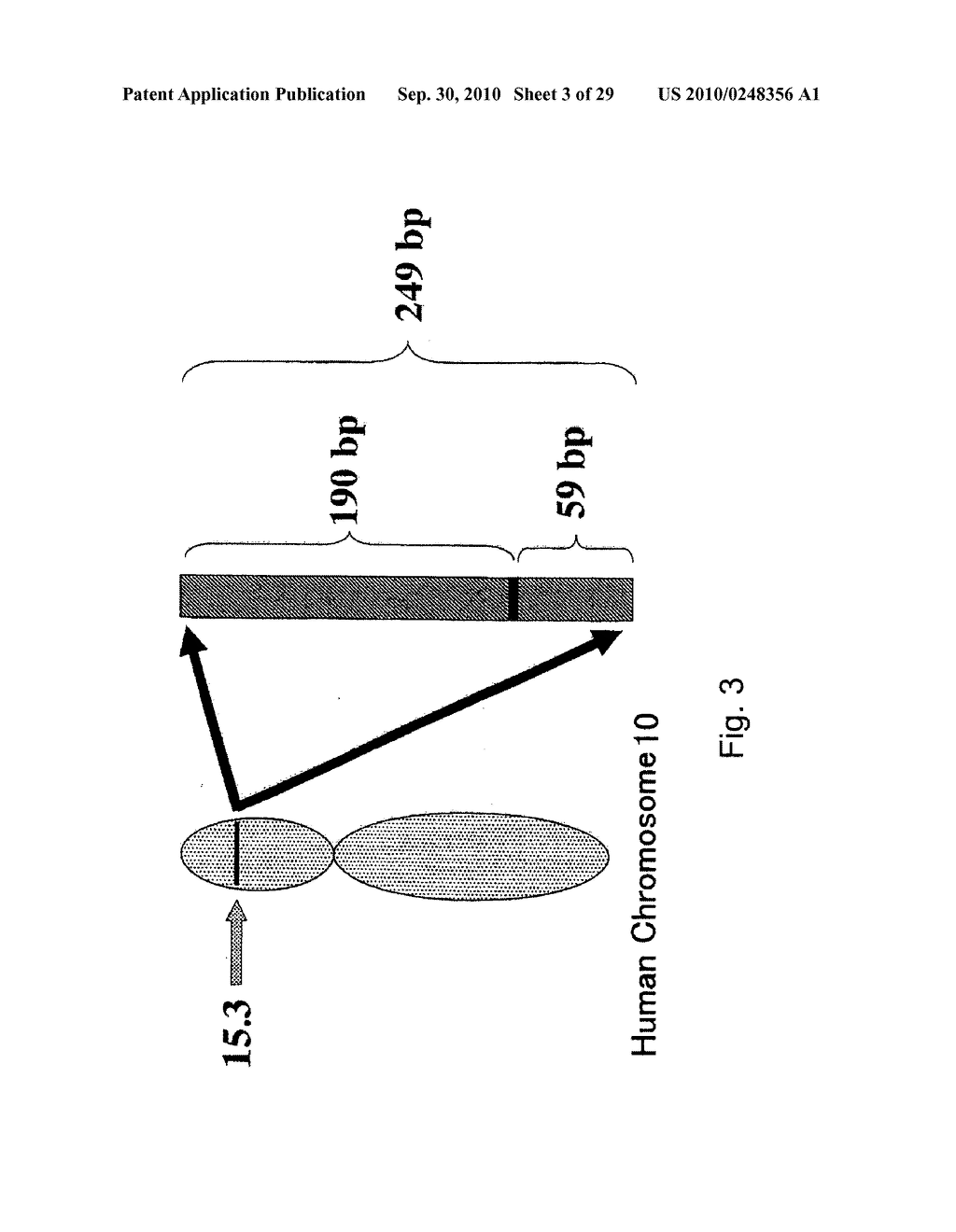 hTERT GENE EXPRESSION REGULATORY GENE - diagram, schematic, and image 04